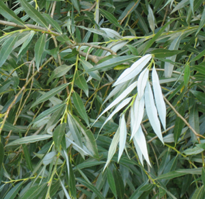 Knotwilg