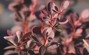 Tuinplant.nl Zuurbes