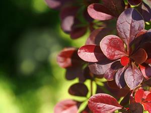 Tuinplant.nl Zuurbes