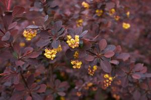 Tuinplant.nl Zuurbes