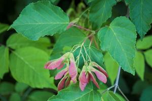 Tuinplant.nl Streepjesbast esdoorn