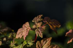 Tuinplant.nl Noorse bol esdoorn