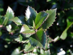 Tuinplant.nl Hulst