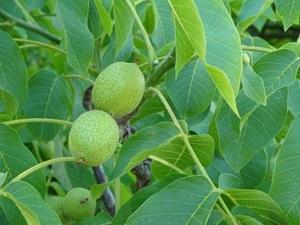 Tuinplant.nl Gewone walnoot/okkernoot