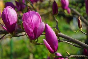 Tuinplant.nl Beverboom