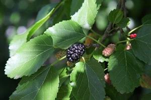 Tuinplant.nl Treurmoerbei