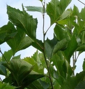 Tuinplant.nl Bolplataan op stam