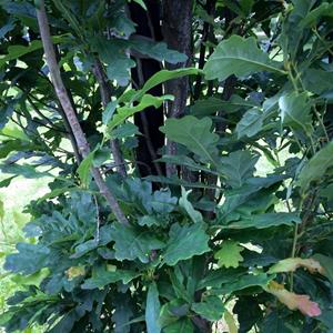 Tuinplant.nl Smal opgaande eik