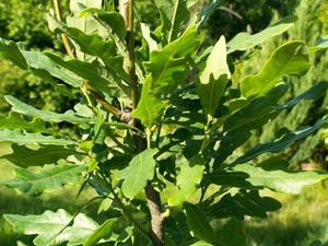 Tuinplant.nl Smal opgaande eik