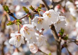 Tuinplant.nl Dwerg-sierkers op stam