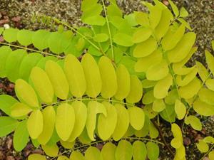 Tuinplant.nl Goud robinia