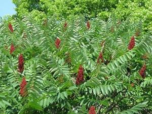 Tuinplant.nl Fluweelboom