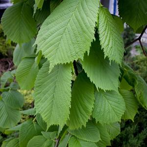 Tuinplant.nl Prieeliep