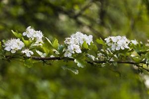 Tuinplant.nl Meidoorn op stam