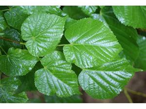 Tuinplant.nl Zomerlinde