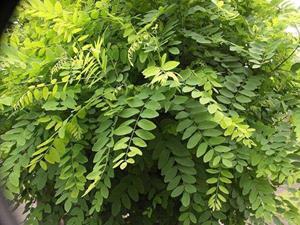 Tuinplant.nl Bolacacia op stam