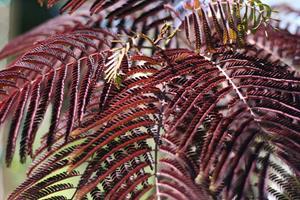 Tuinplant.nl Albizia