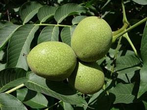 Tuinplant.nl walnoot plovdivski