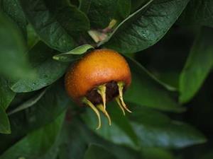 Tuinplant.nl Mespilus