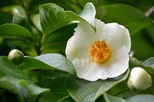 Tuinplant.nl Schijncamellia