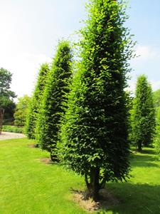 Tuinplant.nl Gewone haagbeuk