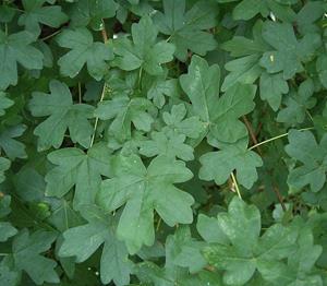 Tuinplant.nl Spaanse aak