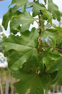 Tuinplant.nl Spaanse aak