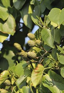 Tuinplant.nl Hartbladige els