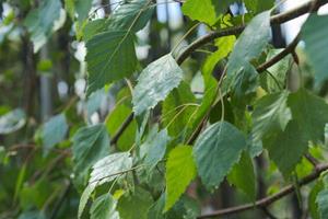 Tuinplant.nl Witte himalayaberk op stam