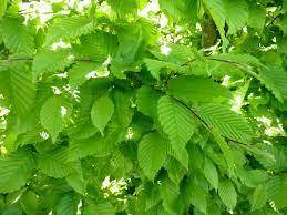 Tuinplant.nl Gewone beuk