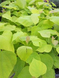 Tuinplant.nl Gele trompetboom op stam