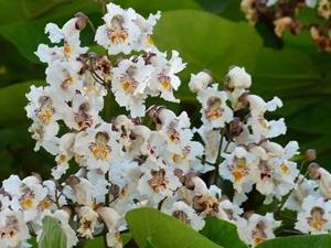 Tuinplant.nl Groene trompetboom op stam