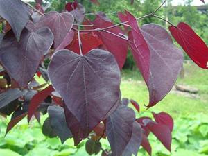 Tuinplant.nl Amerikaanse Judasboom