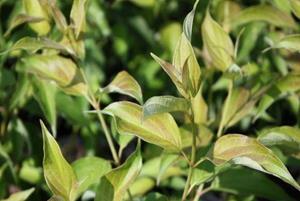 Tuinplant.nl Kornoeltje