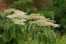 Tuinplant.nl Reuzen-kornoeltje