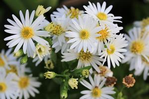 Tuinplant.nl Aster