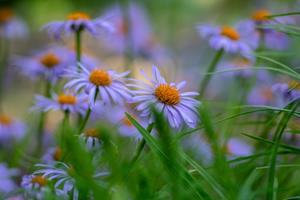 Tuinplant.nl Aster
