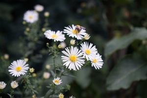 Tuinplant.nl Aster