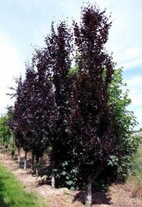 Tuinplant.nl Smalopgaande beuk
