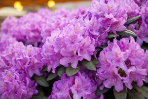 Tuinplant.nl Rhododendron