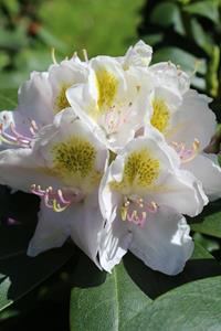 Tuinplant.nl Rhododendron