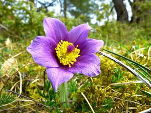 Tuinplant.nl Wildemanskruid