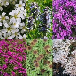 Tuinplant.nl Borderpakket bodembedekkend