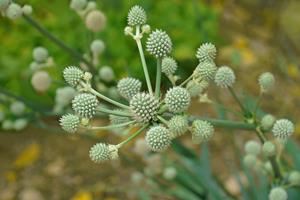 Tuinplant.nl Yuccabladige kruisdistel, Kruisdistel