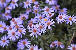 Tuinplant.nl Aster