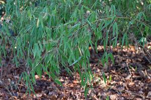 Tuinplant.nl Niet woekerende bamboe