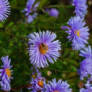Tuinplant.nl Aster