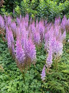 Tuinplant.nl Spirea
