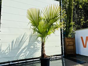 Tropictrees Palmboom - Trachycarpus Fortunei