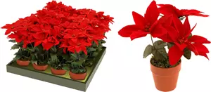 Kunstplant Kerstster in pot - Rood